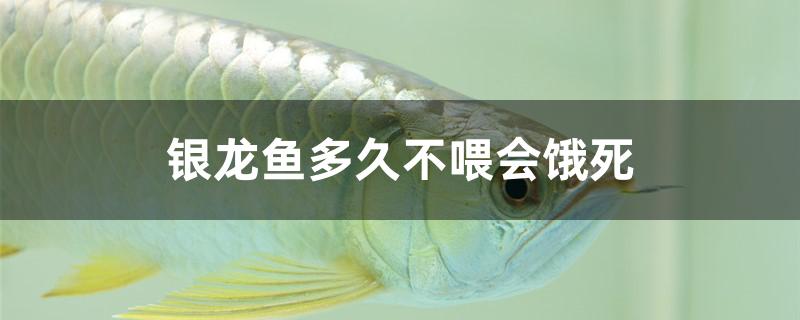 银龙鱼多久不喂会饿死