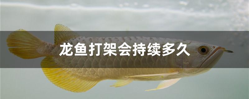 龙鱼打架会持续多久