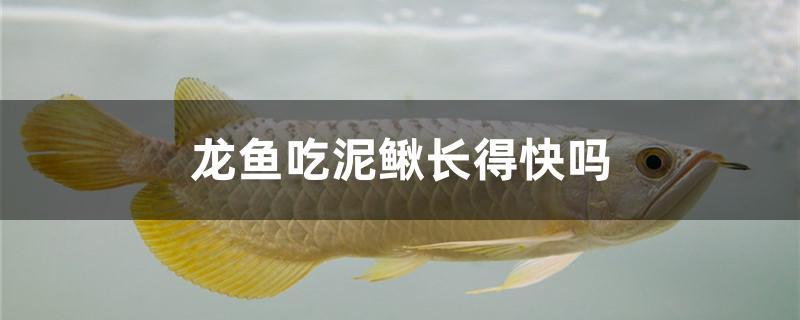 龍魚吃泥鰍長得快嗎