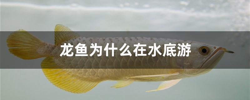 龍魚為什么在水底游 薩伊藍魚