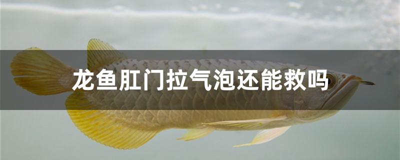 龍魚肛門拉氣泡還能救嗎 祥禾Super Red紅龍魚