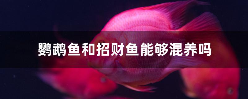 鹦鹉鱼和招财鱼能够混养吗