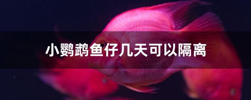 小鸚鵡魚仔幾天可以隔離