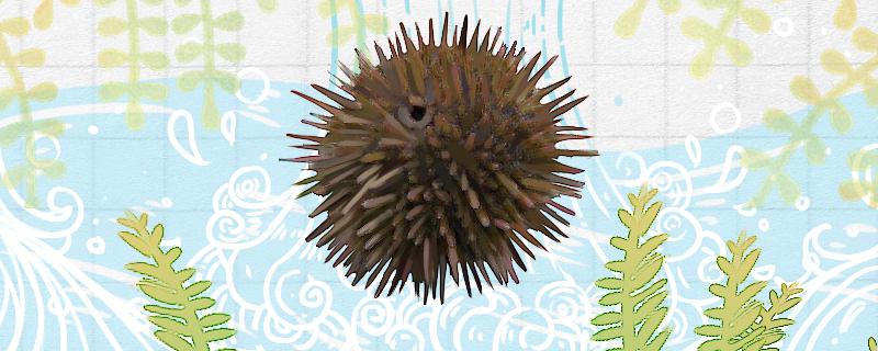 Is a sea urchin an animal? What animal is it?