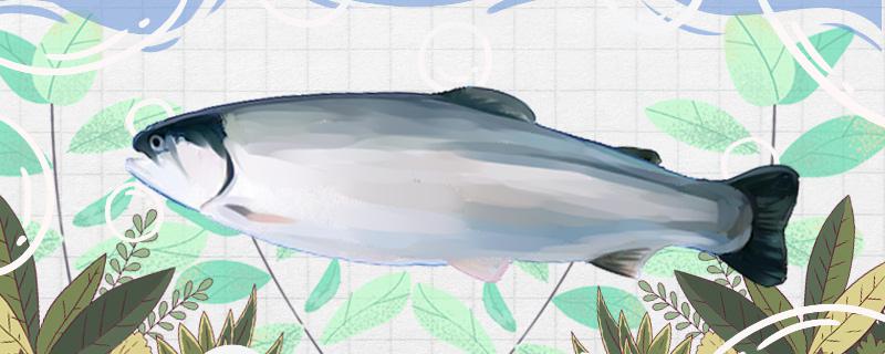 大西洋鮭とサーモンは同じですか、有什麽区別