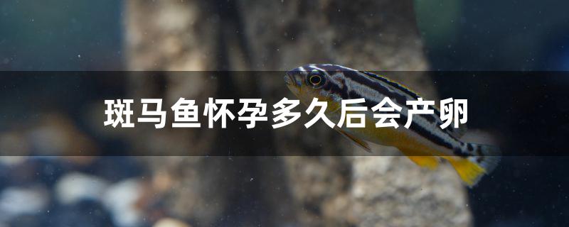 斑马鱼怀孕多久后会产卵