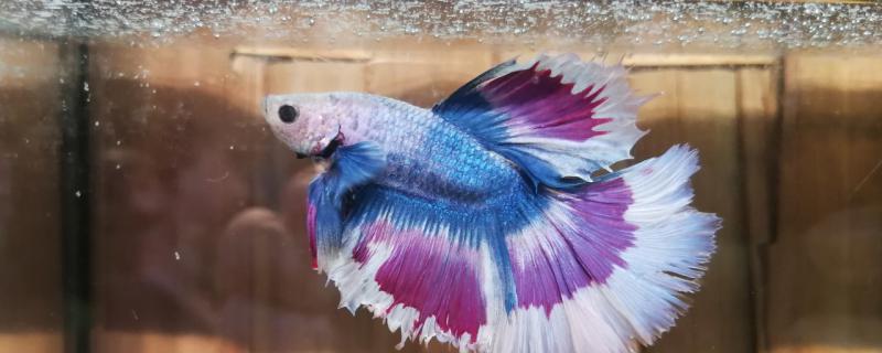 What's the matter that the fighting fish doesn't move? How to solve it?