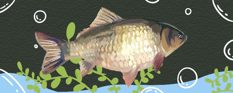 What is the name of crucian carp? Where does it live?