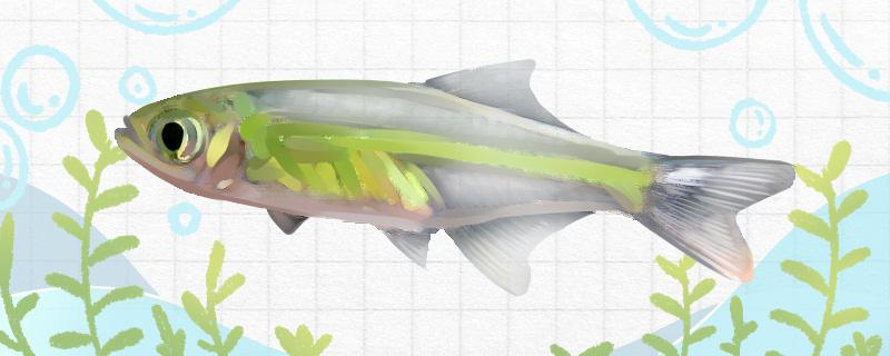 绿晶灯鱼好养吗，怎么养