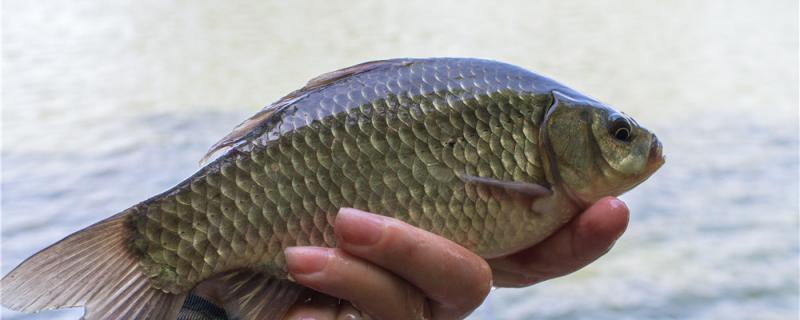 鮒釣りの生簀料はどう配合しますか、えび粉を入れられますか