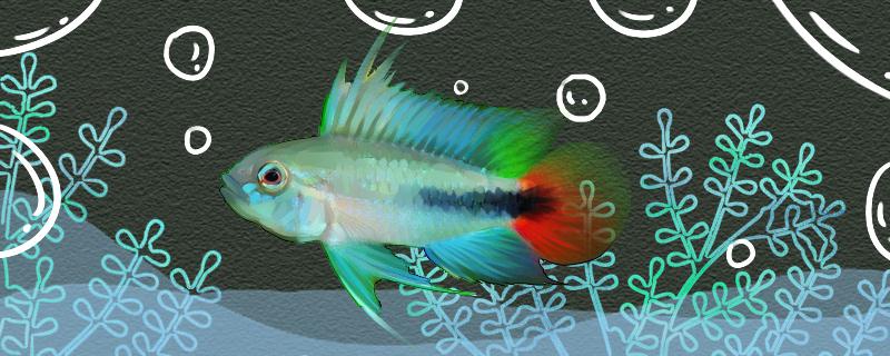 Is Mamo bream easy to raise? How to raise it?