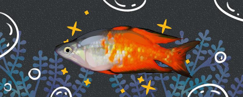 派氏虹銀漢魚は飼いやすいか、どうやって飼うのか