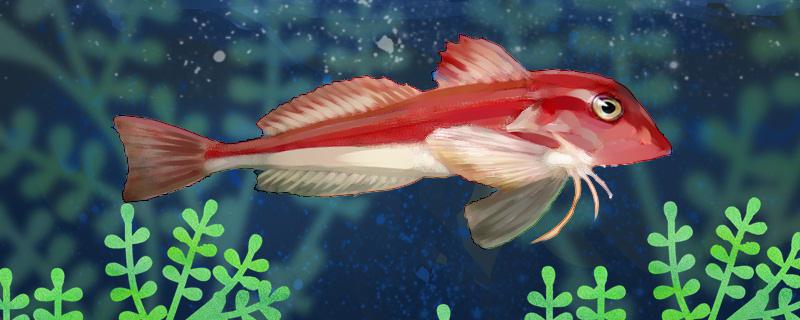 紅娘魚は海の魚ですか、養殖できますか