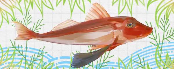 红头鱼是海鱼吗，能养殖吗