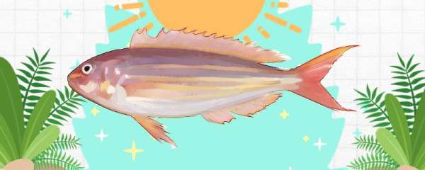 金线鱼是海鱼吗，能养殖吗