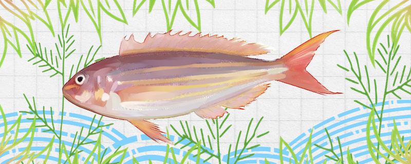 金线鱼是海鱼还是淡水鱼，生长在哪里