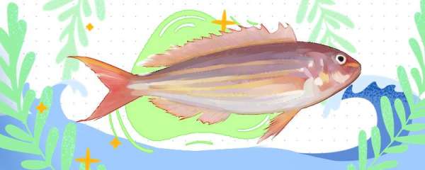 金线鱼是深海鱼吗，能人工饲养吗