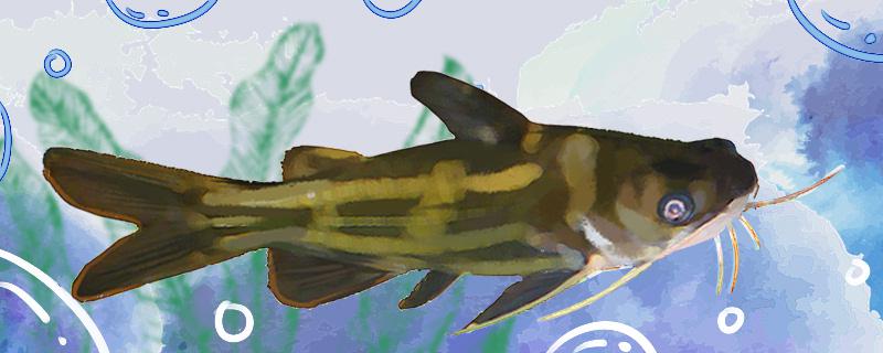 What kind of fish is yellow stickleback and where does it live?