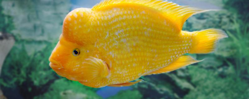 Can parrot fish fry scale put salt to be treated? How to put salt?