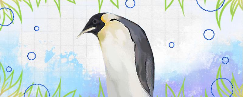 Do penguins lay eggs or chicks, and how often do they breed?