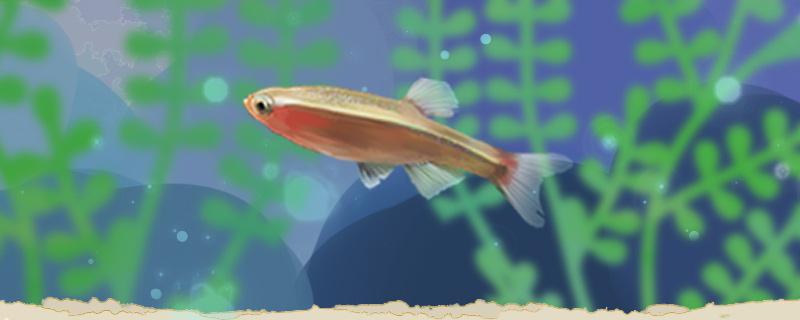 Is it easy to raise the golden fish with colorful white clouds? How to raise it?