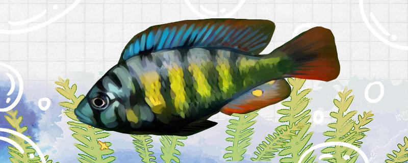Is the sun God cichlid easy to raise? How to raise it?