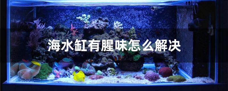 海水缸有腥味怎么解决 鱼百科