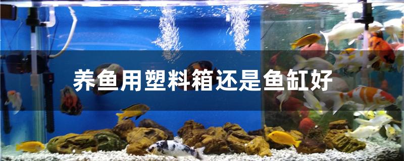 养鱼用塑料箱还是鱼缸好