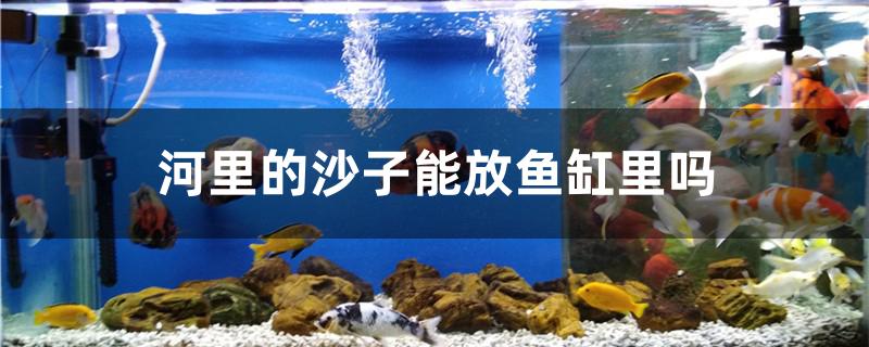 河里的沙子能放魚缸里嗎 iwish愛唯希品牌魚缸