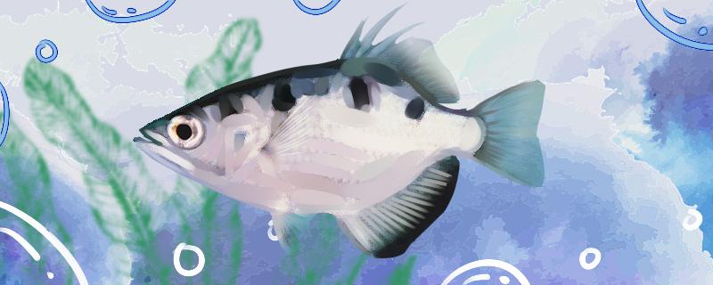 七星射水魚は飼いやすいですか、どうやって飼いますか