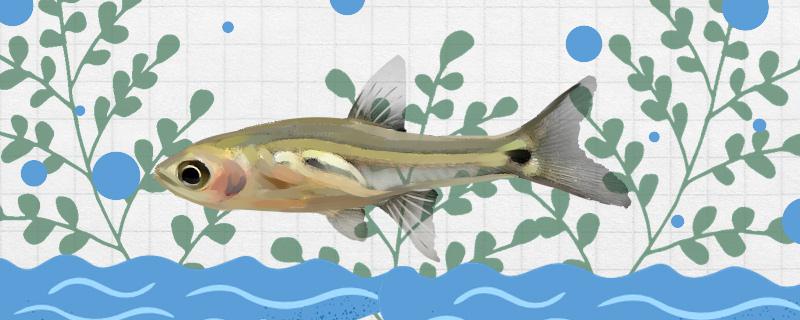 Is the three-spotted Taibo fish easy to raise? How to raise it?