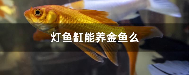 燈魚缸能養(yǎng)金魚么