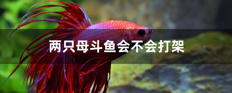 兩只母斗魚會(huì)不會(huì)打架