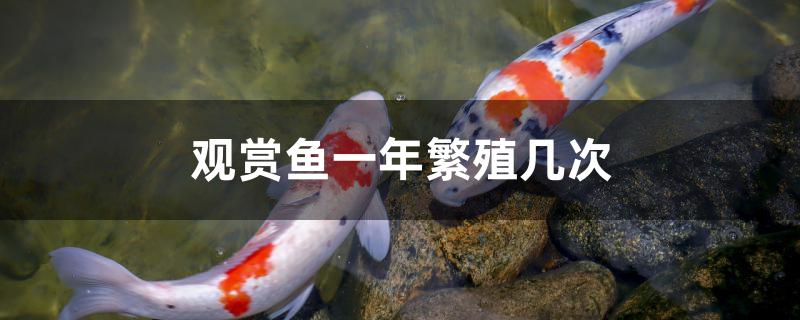 观赏鱼一年繁殖几次