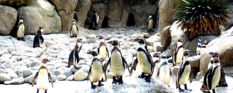 企鹅的家在哪里能离开南极吗 财神鹦鹉鱼