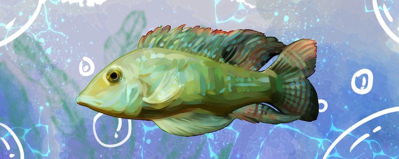 Is Shengu gem fish easy to raise? How to raise it?