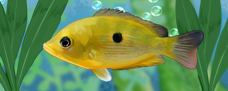 Is the God Eye Pineapple Fish easy to raise? How to raise it?