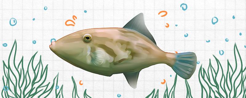 橡皮鱼和耗儿鱼一样吗有什么区别 成吉思汗鲨（球鲨）鱼