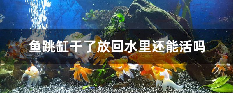 魚跳缸幹了放回水裡還能活嗎