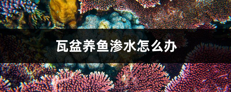 瓦盆養(yǎng)魚滲水怎么辦 黃金河虎魚