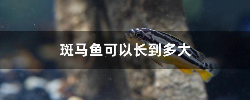 斑马鱼可以长到多大