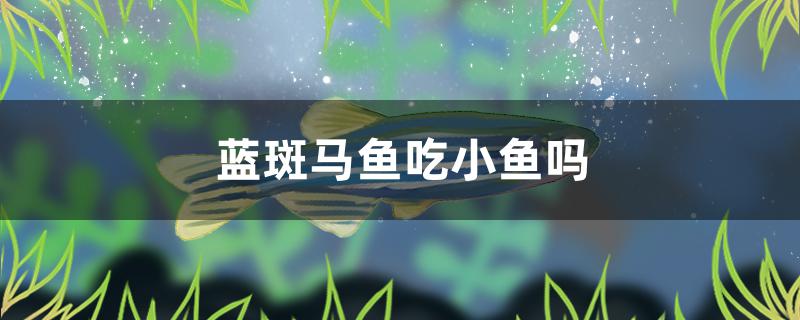 藍(lán)斑馬魚吃小魚嗎 短身紅龍魚