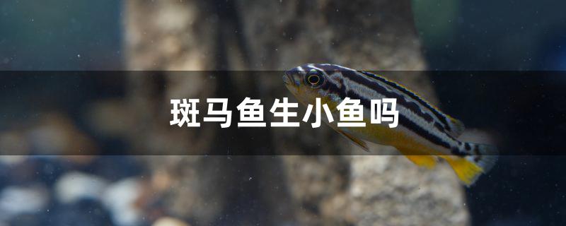 斑馬魚生小魚嗎 青龍魚