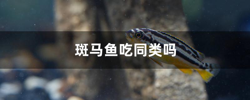 斑马鱼吃同类吗 水族维护服务（上门）