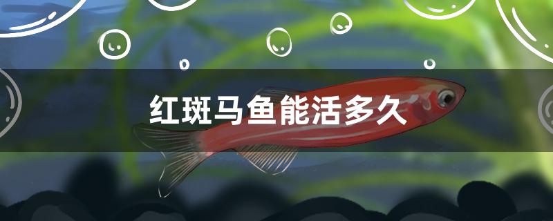 红斑马鱼能活多久