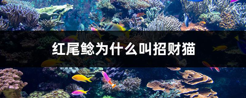 红尾鲶为什么叫招财猫