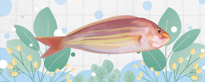 「紅三魚」はどんな魚なのか、どこに住んでいるのか