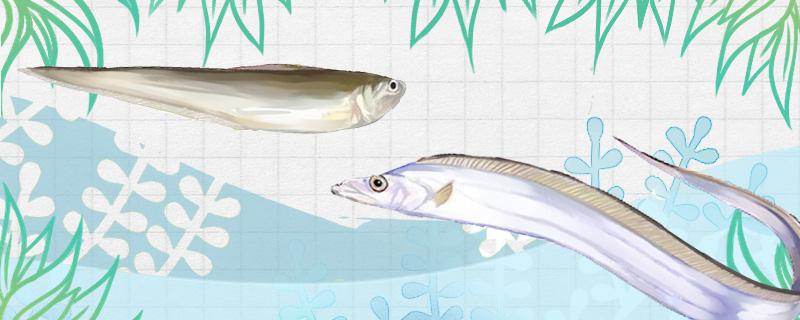 タチウオとタチウオは魚なのかどうか、どんな違いがあるのか