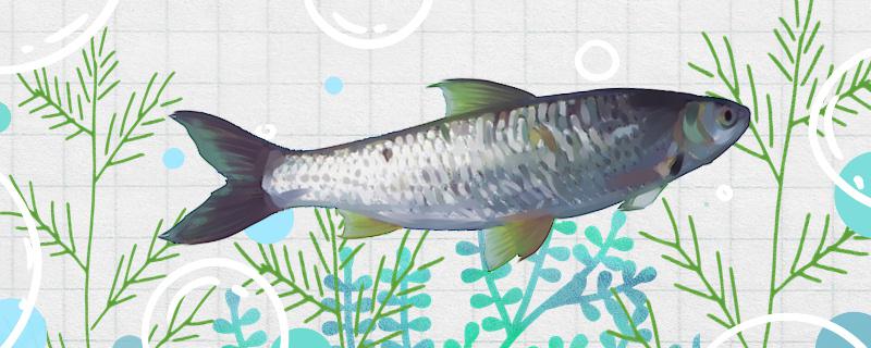 参鱼是什么鱼能养殖吗 养鱼的好处