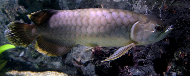 What is the reason that arowana is frightened, how to restore a condition after be being frightened